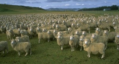 domestic-sheep-herd-full.jpeg